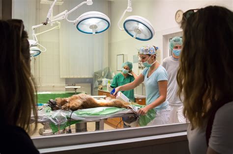 univet elearning|Informatics (VET) – University of Veterinary Medicine Budapest.